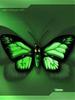 kiss for a green butterfly