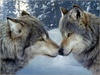 Wolf Kiss