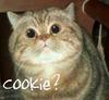 Cute Cookie Kitteh