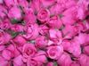 pink roses