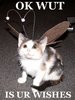 Fairy kitty