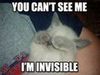 Invisable Cat