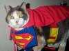 The Protection of SuperCat