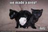 Kitty Oreo