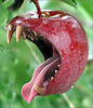 Forbidden Fruit Vampire Apple