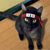 Ninja Kitty likes your Profile!