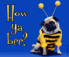 How ya bee ?