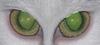 The Green Eyed Monster