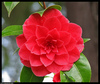 Camelia-Ur a flame in my heart