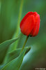 Tulip-Declaratio n of love