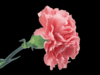 Carnation-I'll never forget you