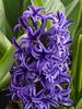 Hyacinth-I'm sorry, forgive me