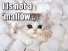 Marshmallow cat