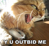 Outbid Cat