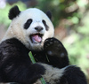 A Panda saying Hi!