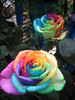 Rainbow Roses~
