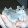 A Handful Of Hamsters