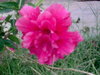 MY garden flower