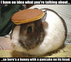 Pancake Bunny....