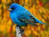A bluebird for luck