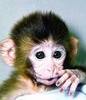 Cute  Monkey