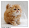 A Fluffy Kitten