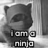 ninja kitty