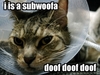 A kittysub