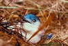 blue bird of dreams