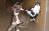 Karate Cat