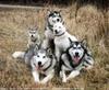 dogs malamutes family