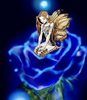 blue rose fairy