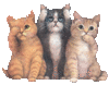 3 cute kittens
