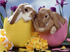 Happy Easter ♥