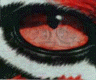 eye of tiger