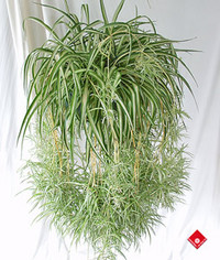 Spider Plant