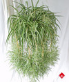 Spider Plant