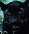 bagheera 